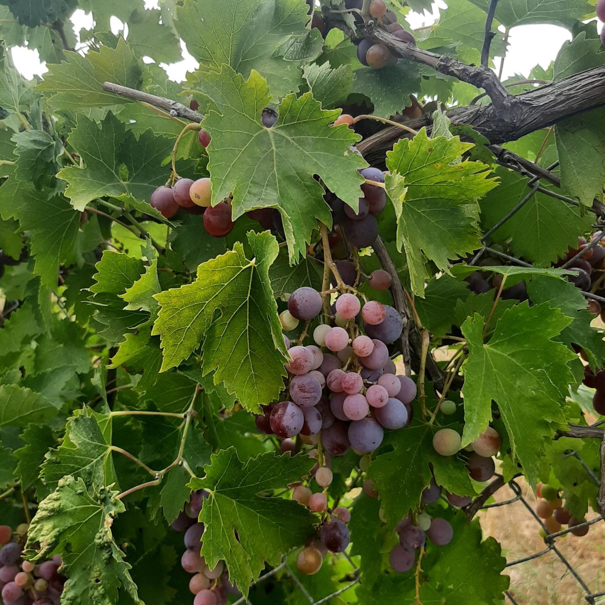 Villa Αρχοντικό Παπανικολάου Ligaria  Esterno foto