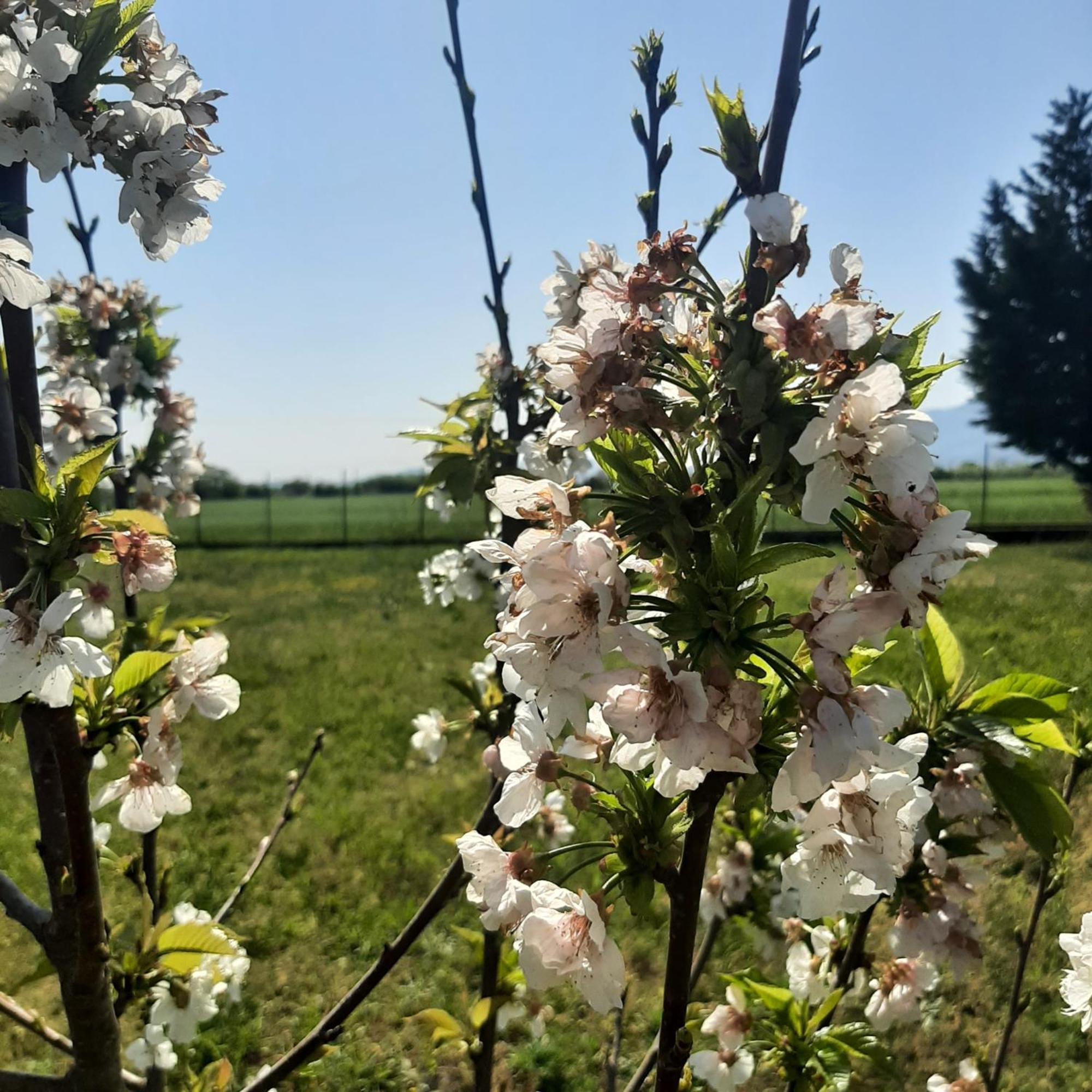 Villa Αρχοντικό Παπανικολάου Ligaria  Esterno foto