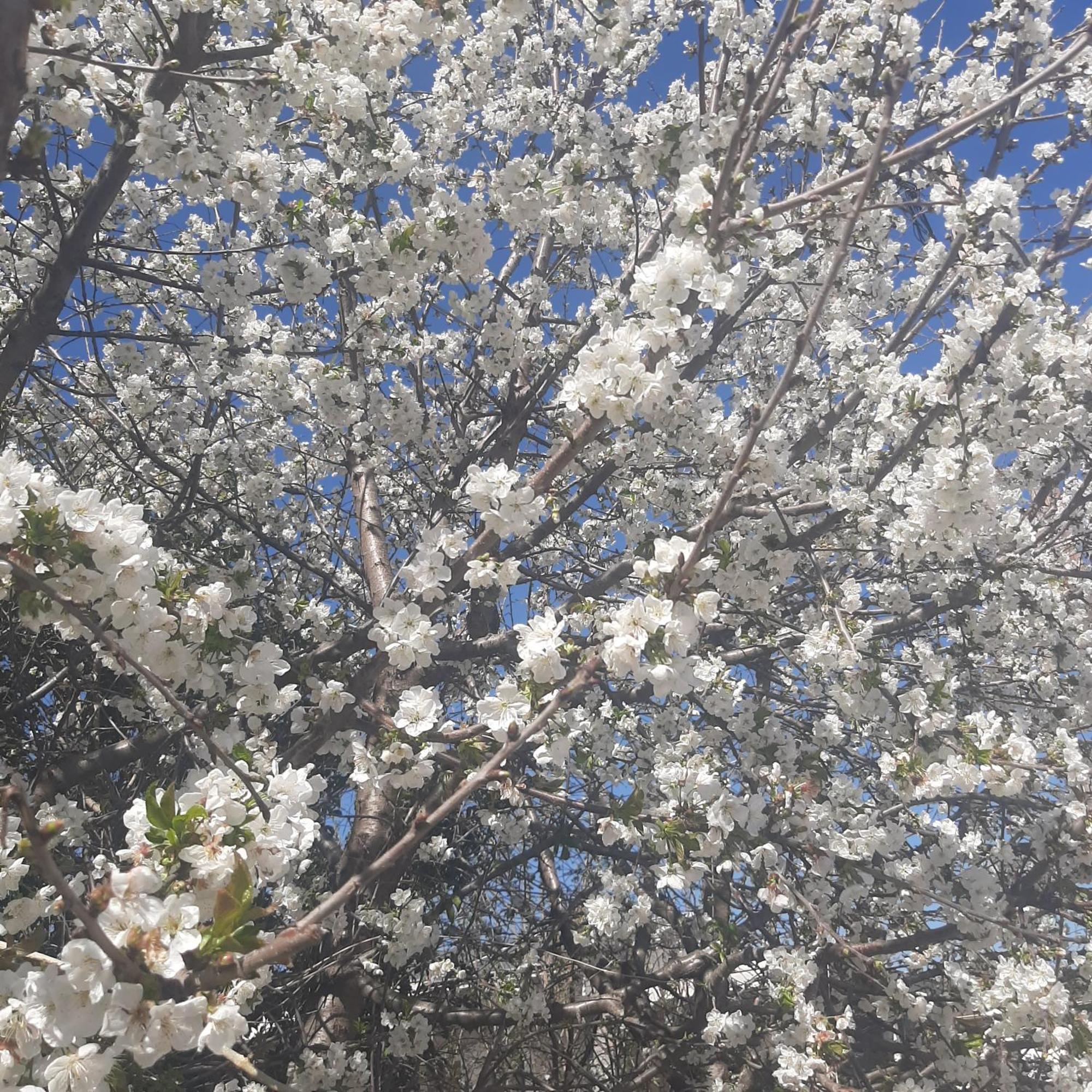 Villa Αρχοντικό Παπανικολάου Ligaria  Esterno foto